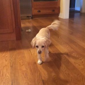 Meet your Posher, Lily